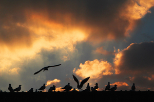 Seagulls