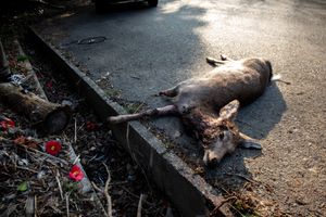 Labeled as vermin