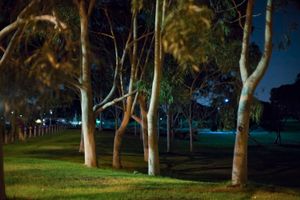 Untitled (park)