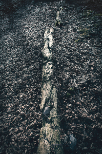 untitled from the series "Waiting for the Awakening"