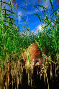 Reeds (2011), Series: Personal Landscape © Anni Kinnunen