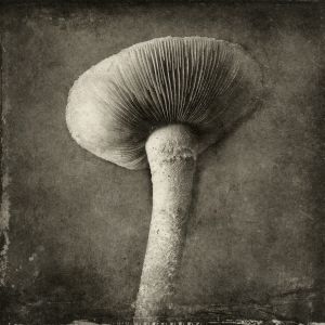 fungus© Gary