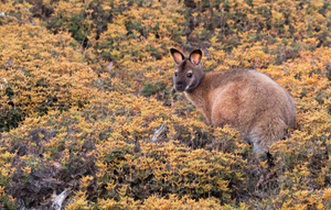 WALLABY IN THE BUSH
