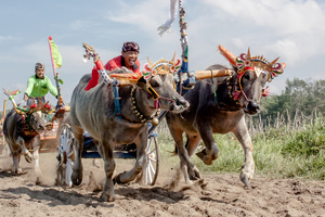 JEMBRANA CUP