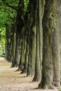 Trees lined up in Brussels, Belgium