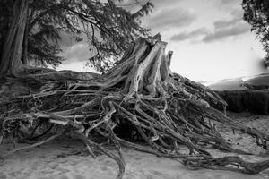 Tree on Paia beach, Maui