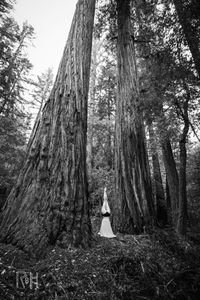 Dreamhouse Treehouse