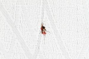 Blood ties: relationships between mosquitoes and humans (Photographic series)