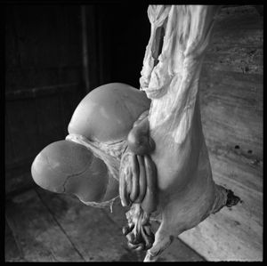 © romano p. riedo | fotopunkt.ch