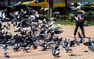 Feeding Pigeons in Moda
