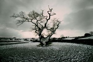 Neige, Derbyshire, Portraits of Trees