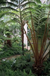 The Winter Garden, Serres Royales de Laeken, Brussels, Belgium  2012 © Mireille Schellhorn