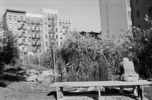 Man and a pond
