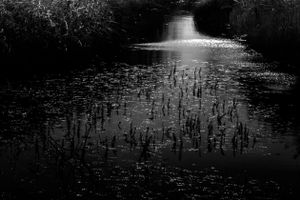 Ripple