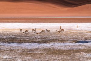 Mark Rothko and The Vicunas