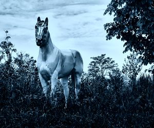 A BLUE HORSE DREAM