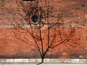 Ghost tree