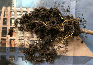 Uproot rubber plant