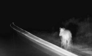 Night Coyote