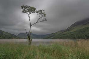 The lone tree, Buttermere #1