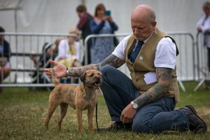 The working terrier class