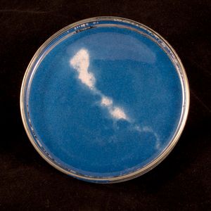 Chlamydia Three