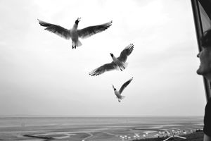 Sea gulls