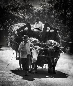 The Ox Wagon