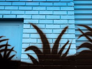 shadows over the wall