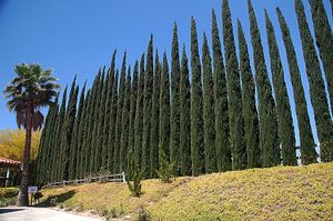 Pine Row