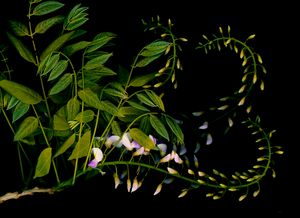Wisteria 2