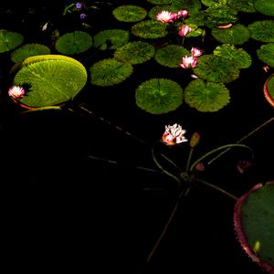 Lotus Composition