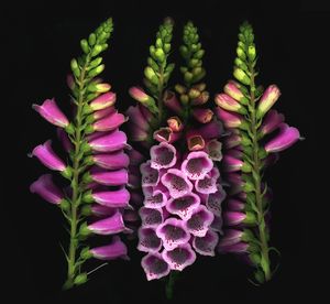 Foxgloves x 4