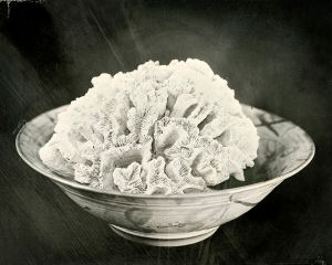 Coral in a Bowl