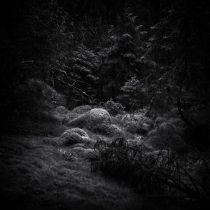 Norwegian Forest Mysteries