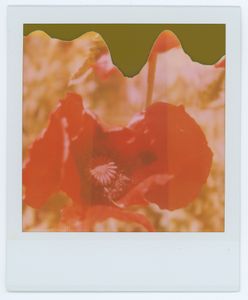 Red Poppy 03