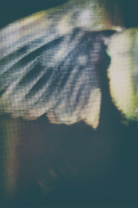 untitled from the series "Waiting for the Awakening"