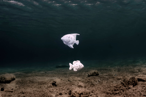 Dead Ocean