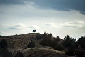 Buffalo