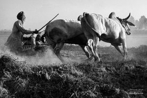 Exercising oxen 3 / 4 |  Dhanda, Punjab.