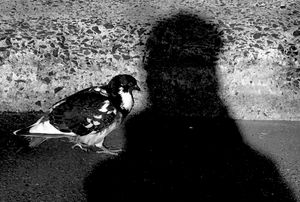 Avian Sense of the Way - Walking into my shadow