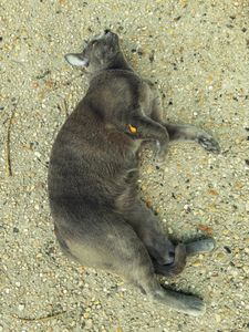 Stray Cats_3