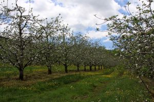 Apple Orchard - North Carolina