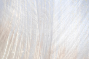 Untitled from "White is not a Colour"