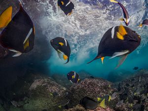 Balade sous les vagues