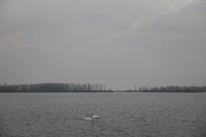Swans