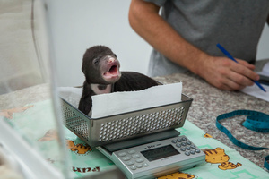 Free The Bears’ team unloads its newest arrival – a moon bear cub rescued from Battambang province. The team drove over 9 hours to relocate the cub at the Quarantine Center.