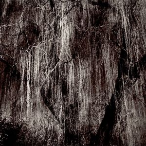 Willow #3, Great Falls Park, VA, 2008        © Kimberly Schneider