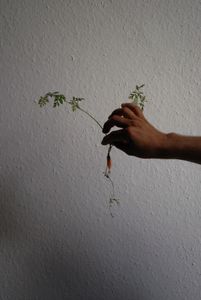 Harvest