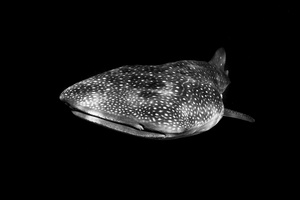 Whale shark